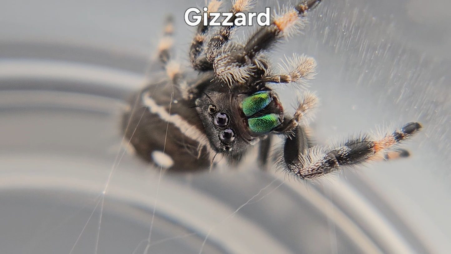 Gizzard - Male Regal