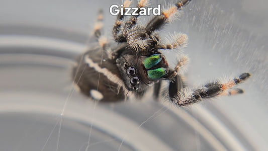 Gizzard - Male Regal
