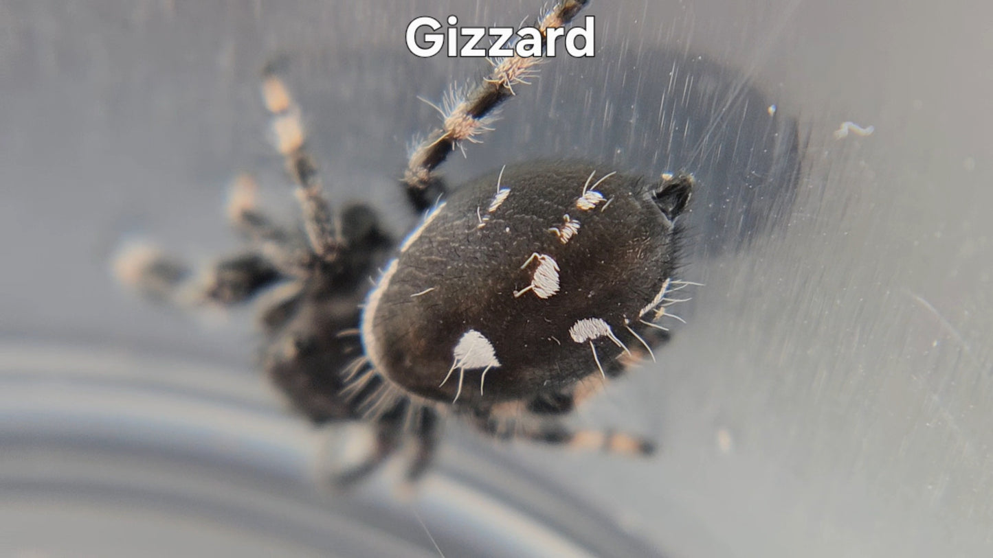 Gizzard - Male Regal