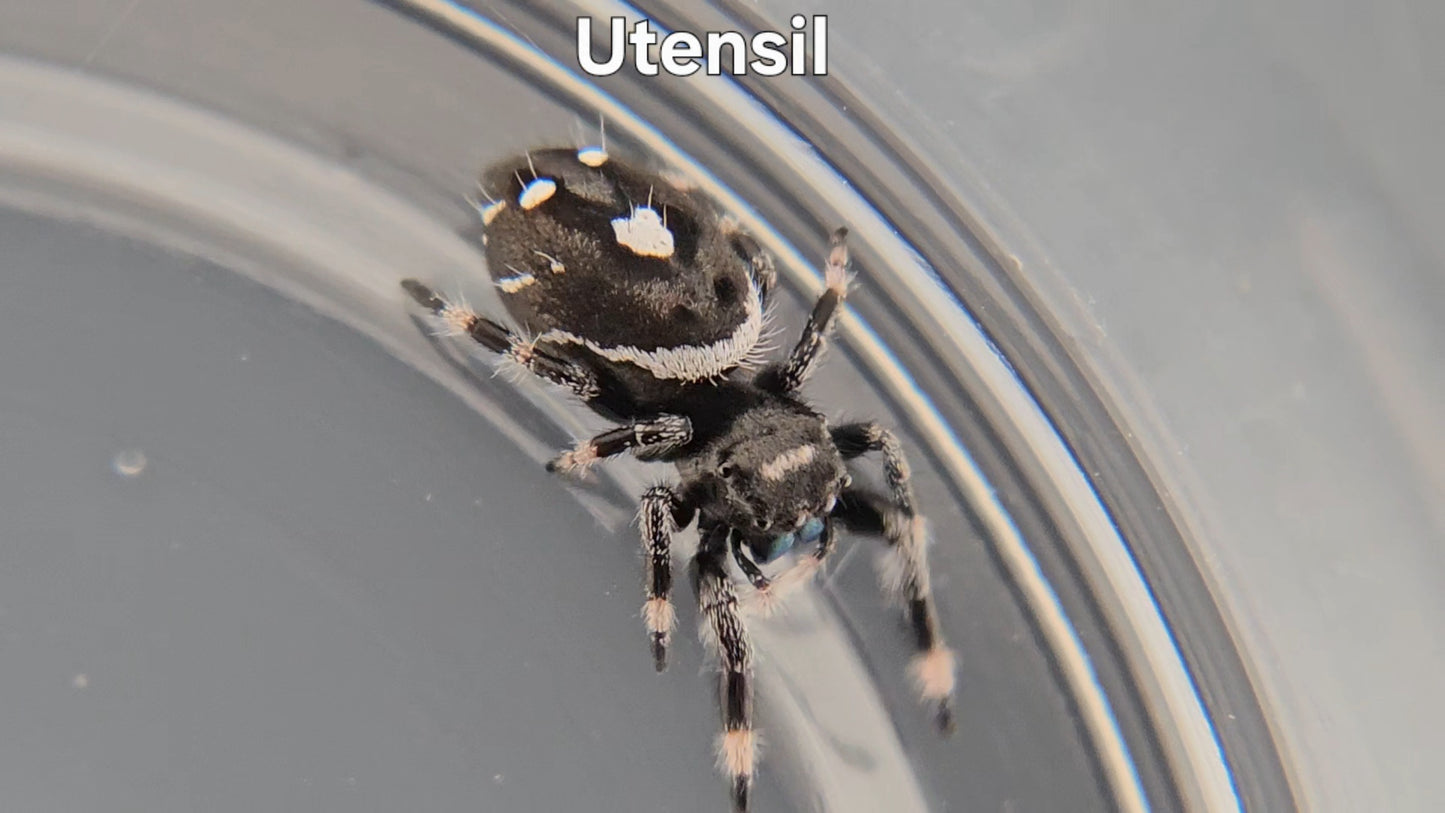 Utensil - Male Regal