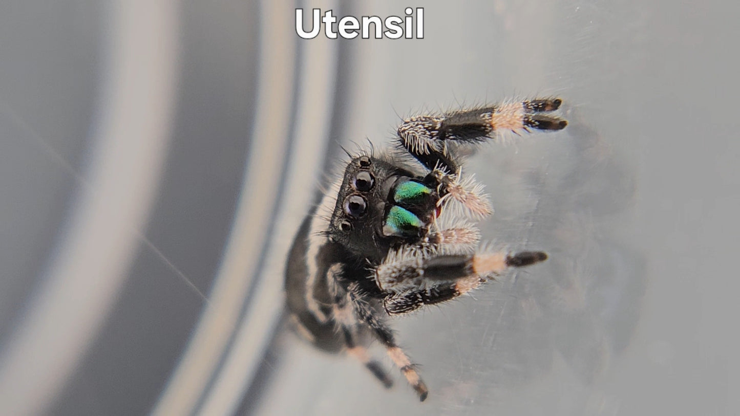 Utensil - Male Regal