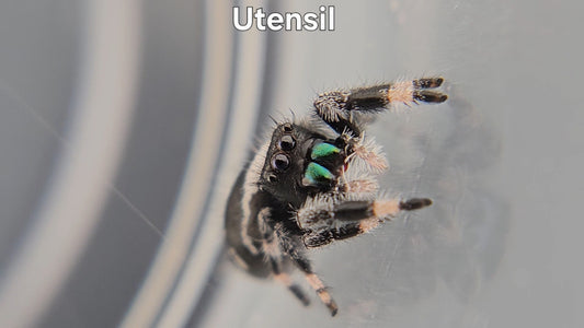 Utensil - Male Regal