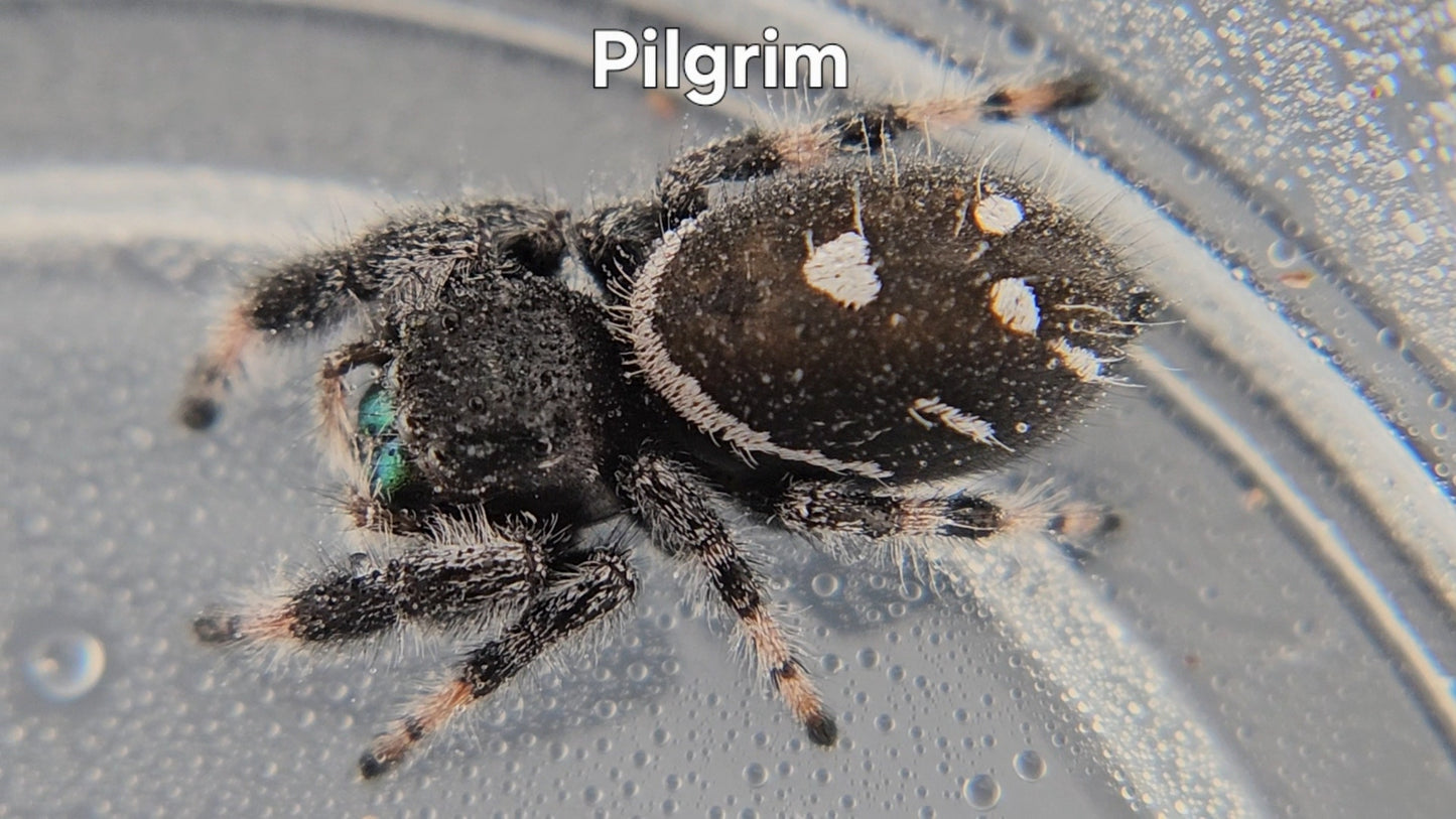 Pilgrim - Male Regal