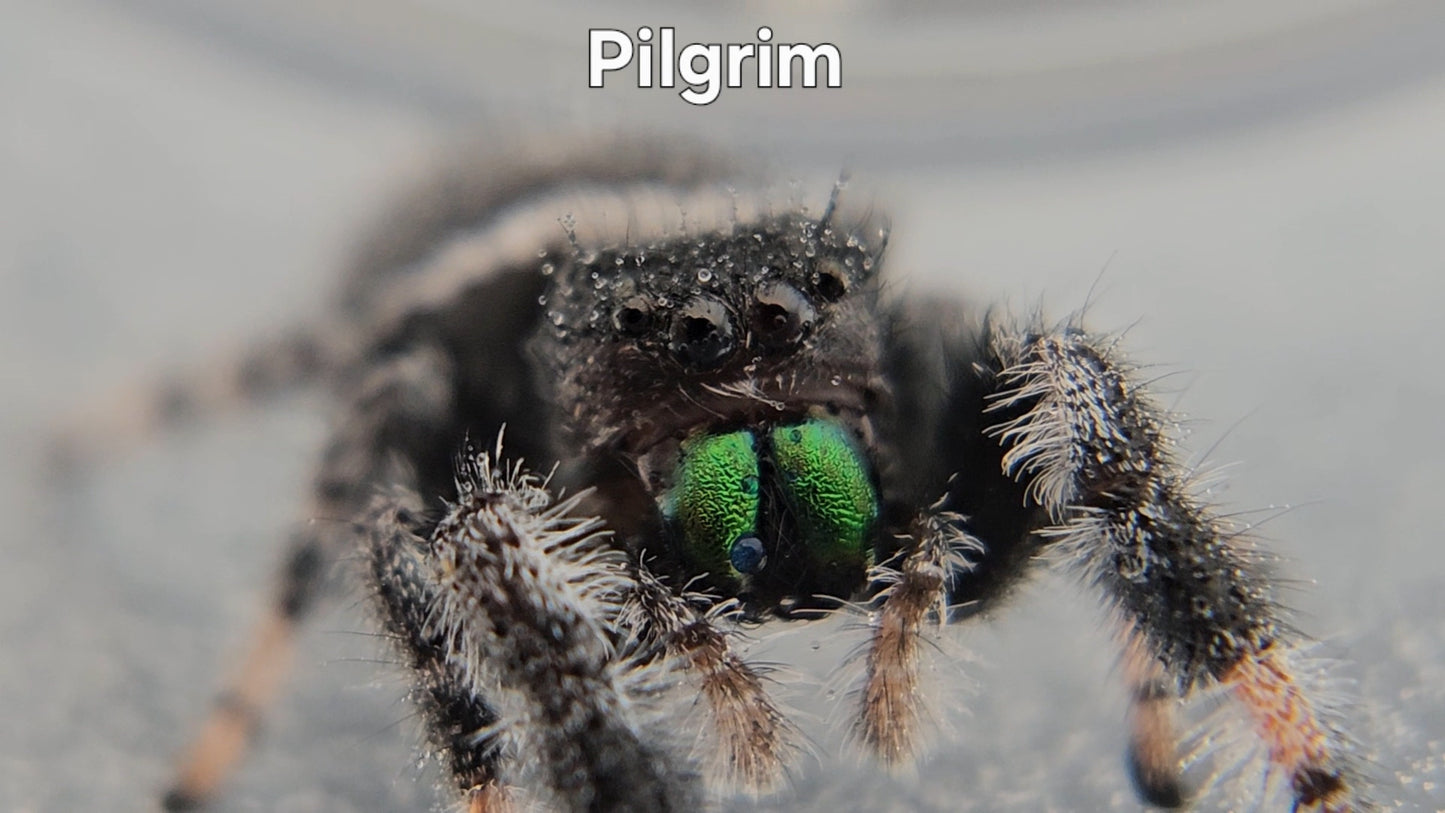 Pilgrim - Male Regal