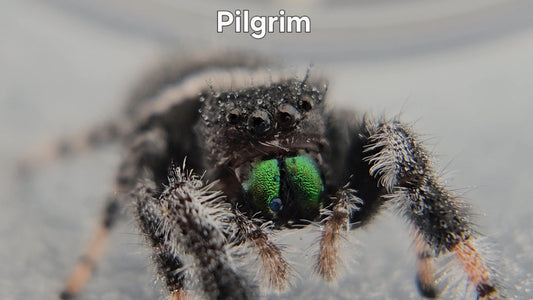 Pilgrim - Male Regal