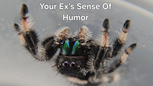 Your Ex's Sense of Humor - Male Regal