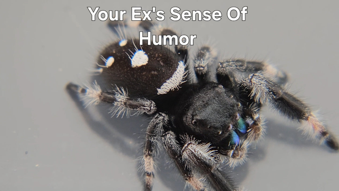 Your Ex's Sense of Humor - Male Regal