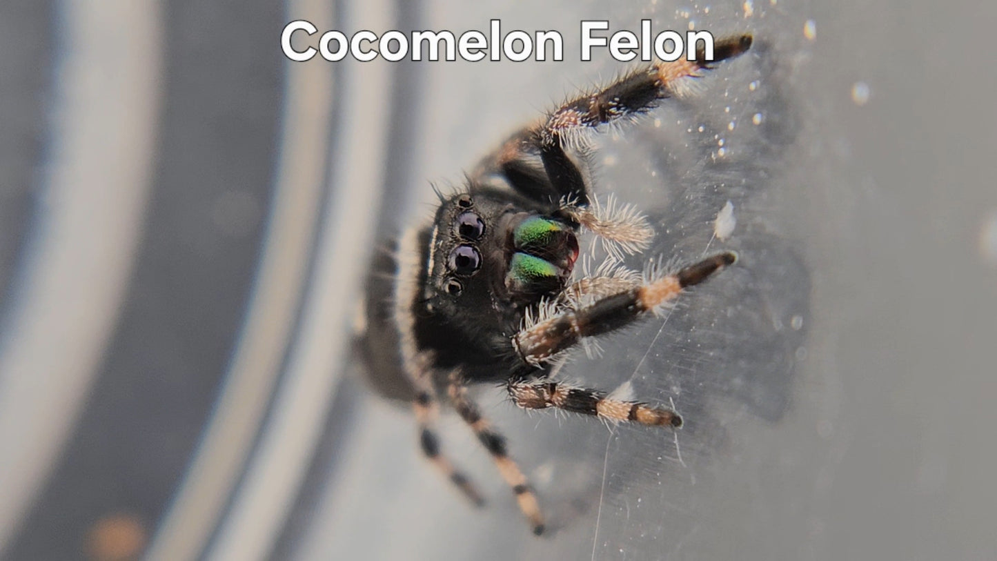 Cocomelon Felon - Male Regal