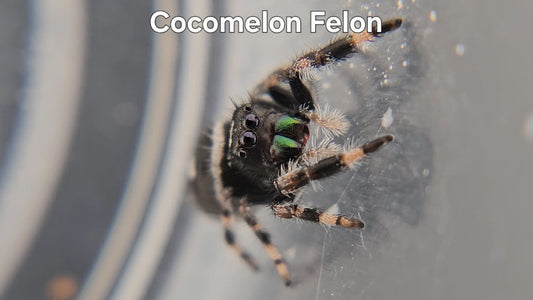Cocomelon Felon - Male Regal