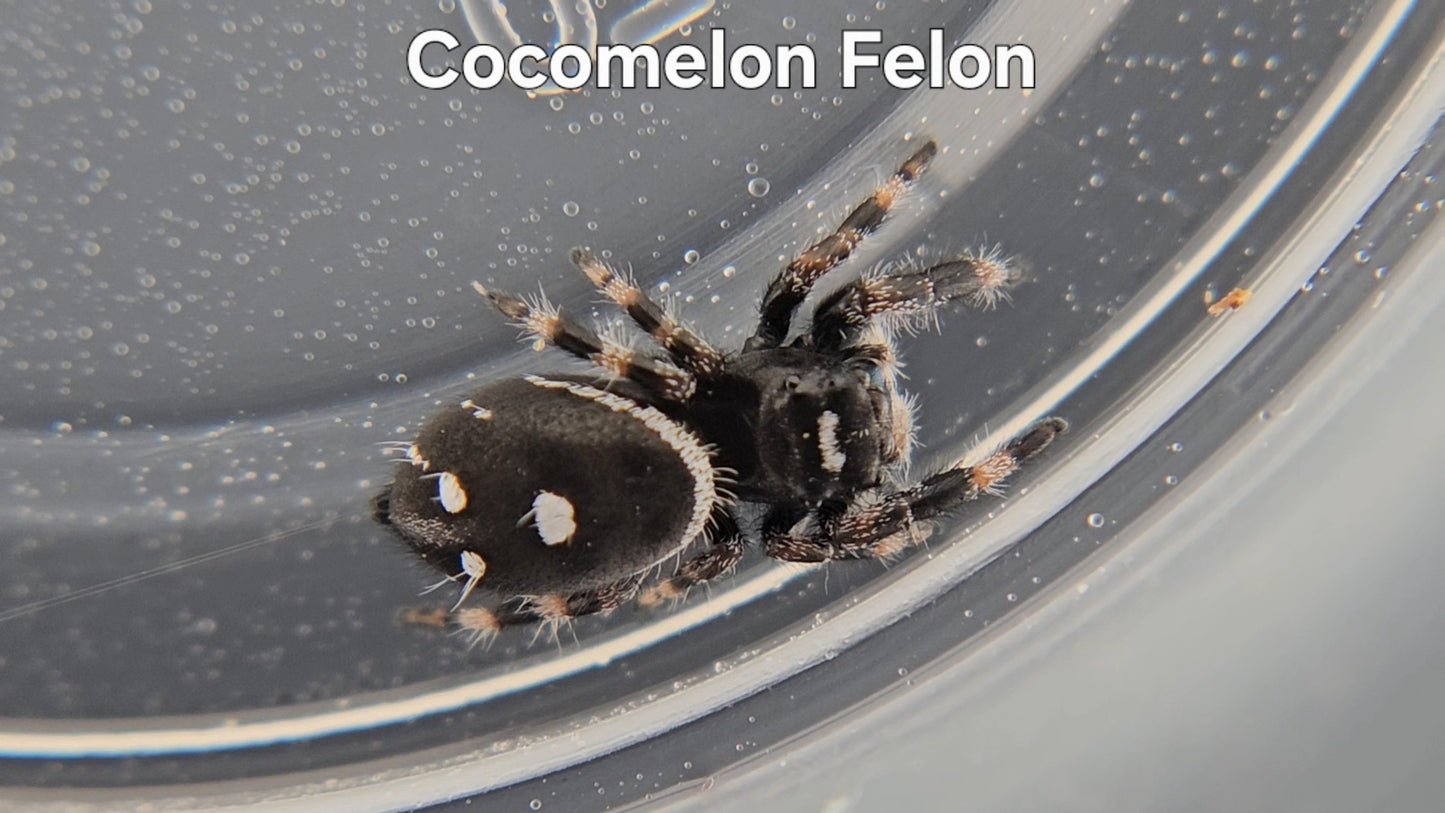 Cocomelon Felon - Male Regal
