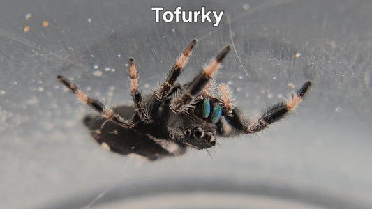Tofurky - Male Regal
