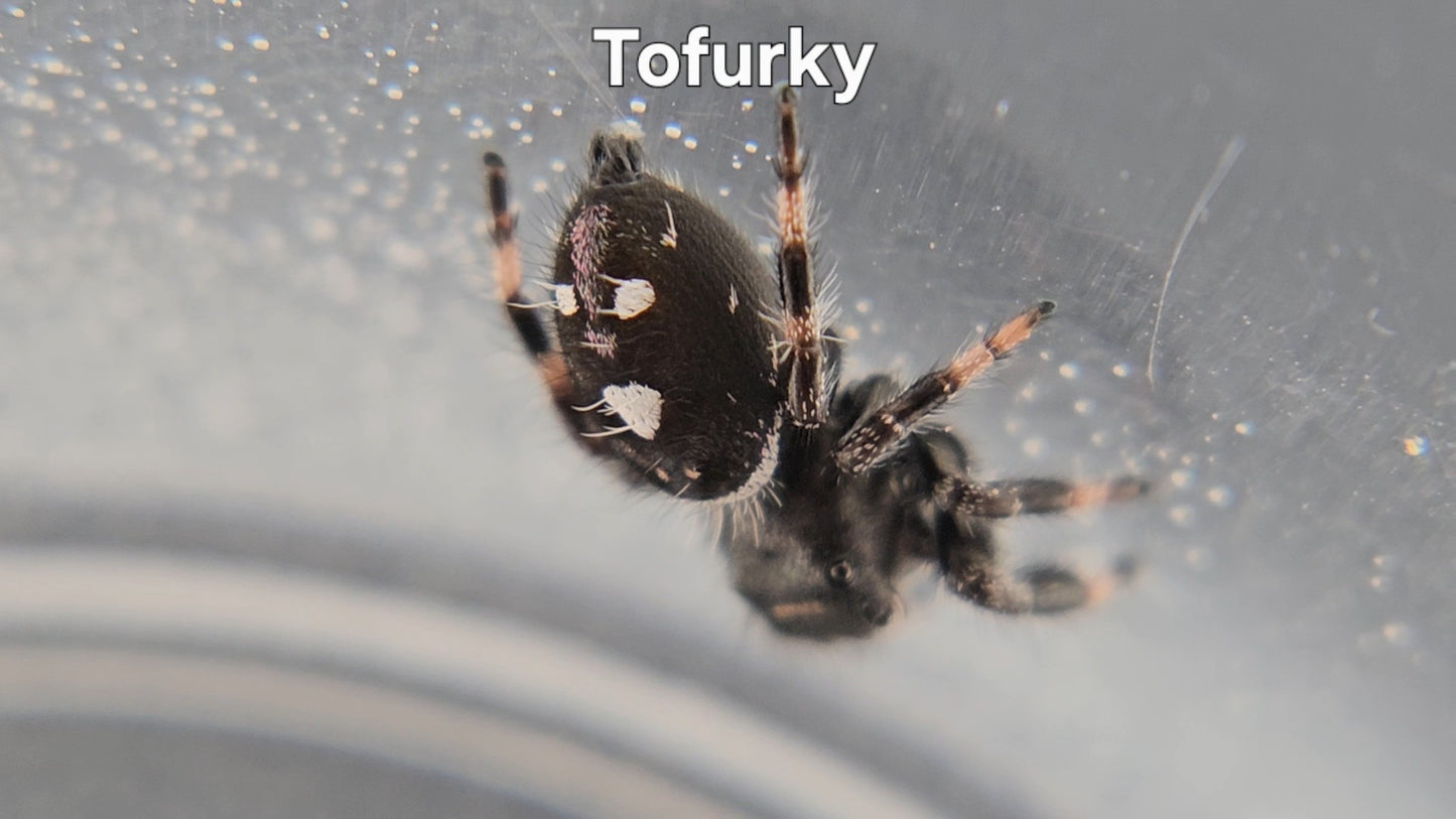 Tofurky - Male Regal