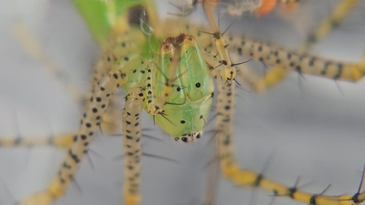 Green Lynx Spider (Peucetia viridans)