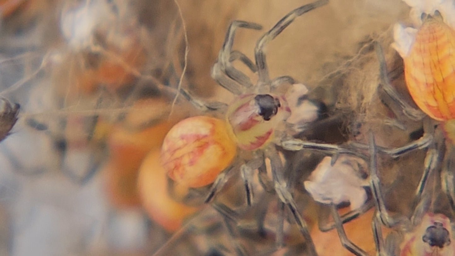 Green Lynx Spider (Peucetia viridans)