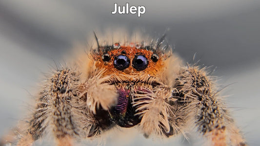 Julep - Female Regal