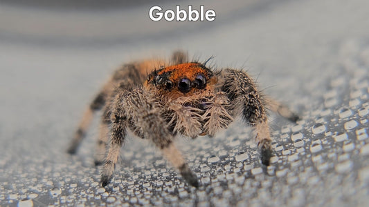 Gobble - Female Regal