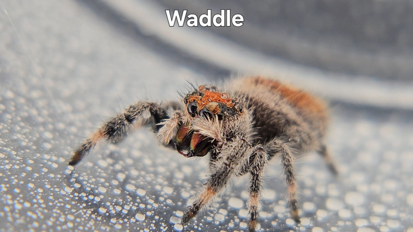Waddle - Female Regal