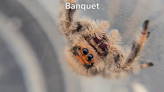 Banquet - Female Regal