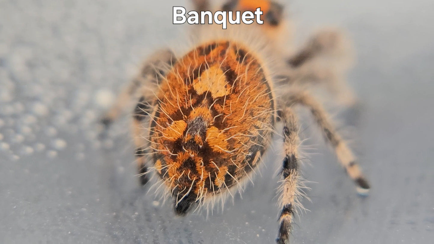 Banquet - Female Regal