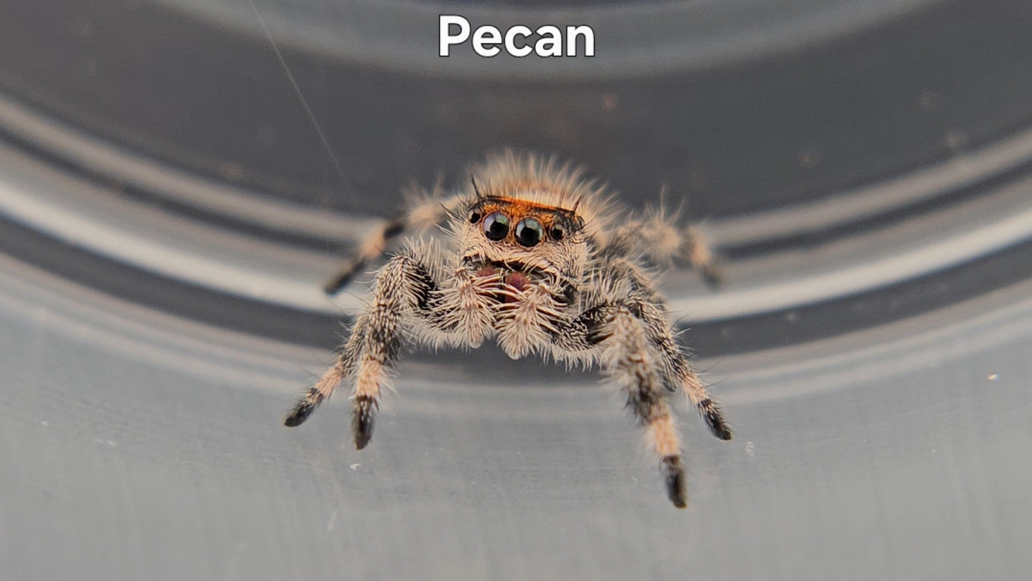 Pecan - Female Regal