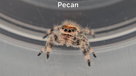 Pecan - Female Regal