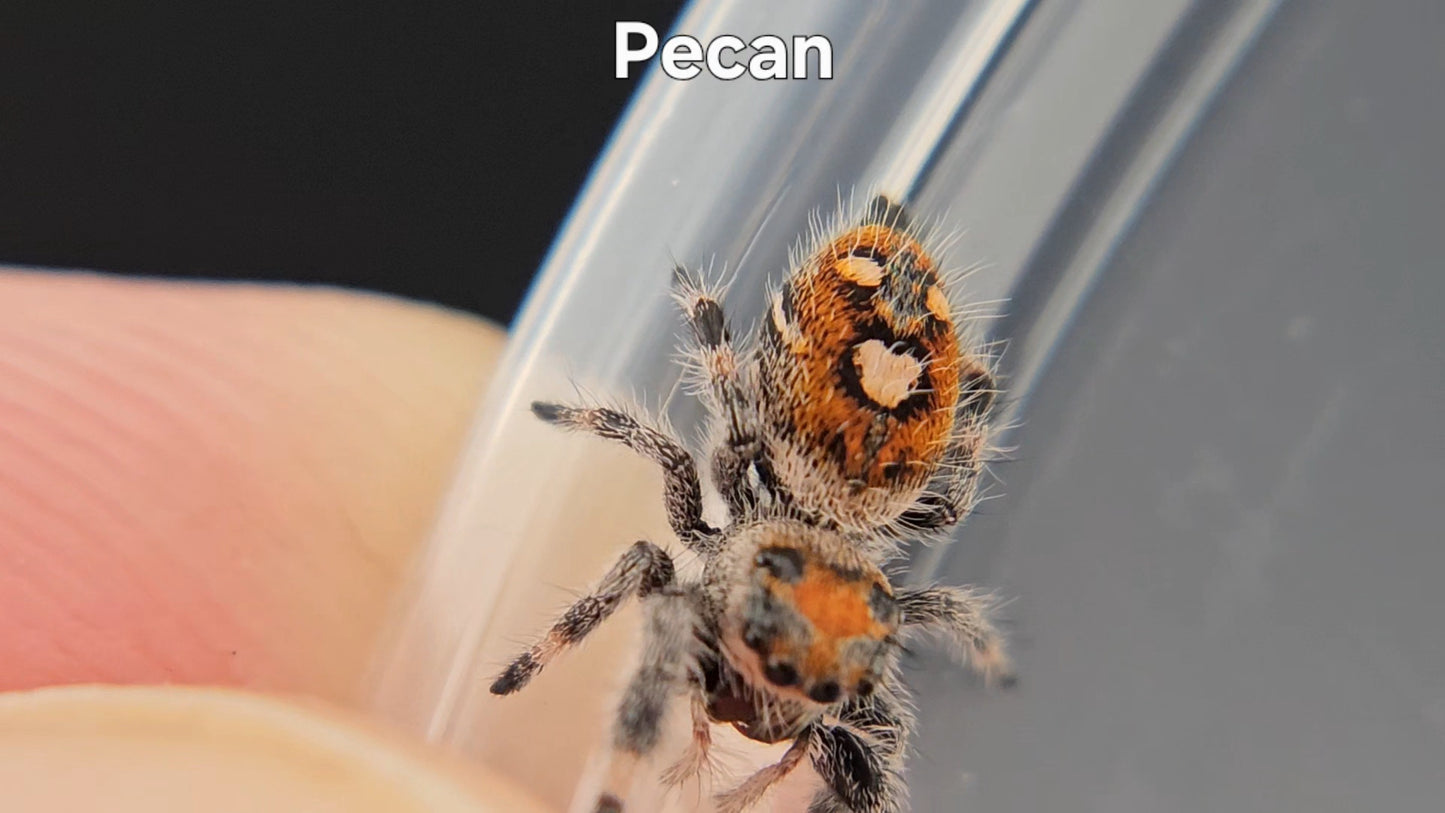Pecan - Female Regal