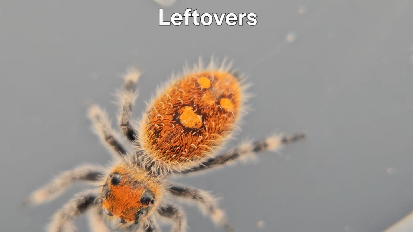 Leftovers - Female Regal