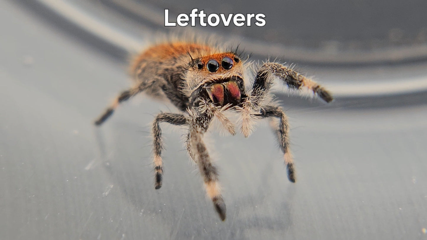 Leftovers - Female Regal