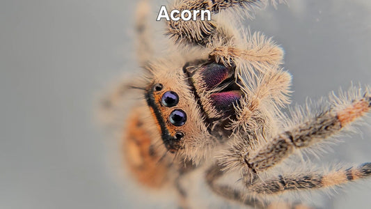 Acorn - Female Regal