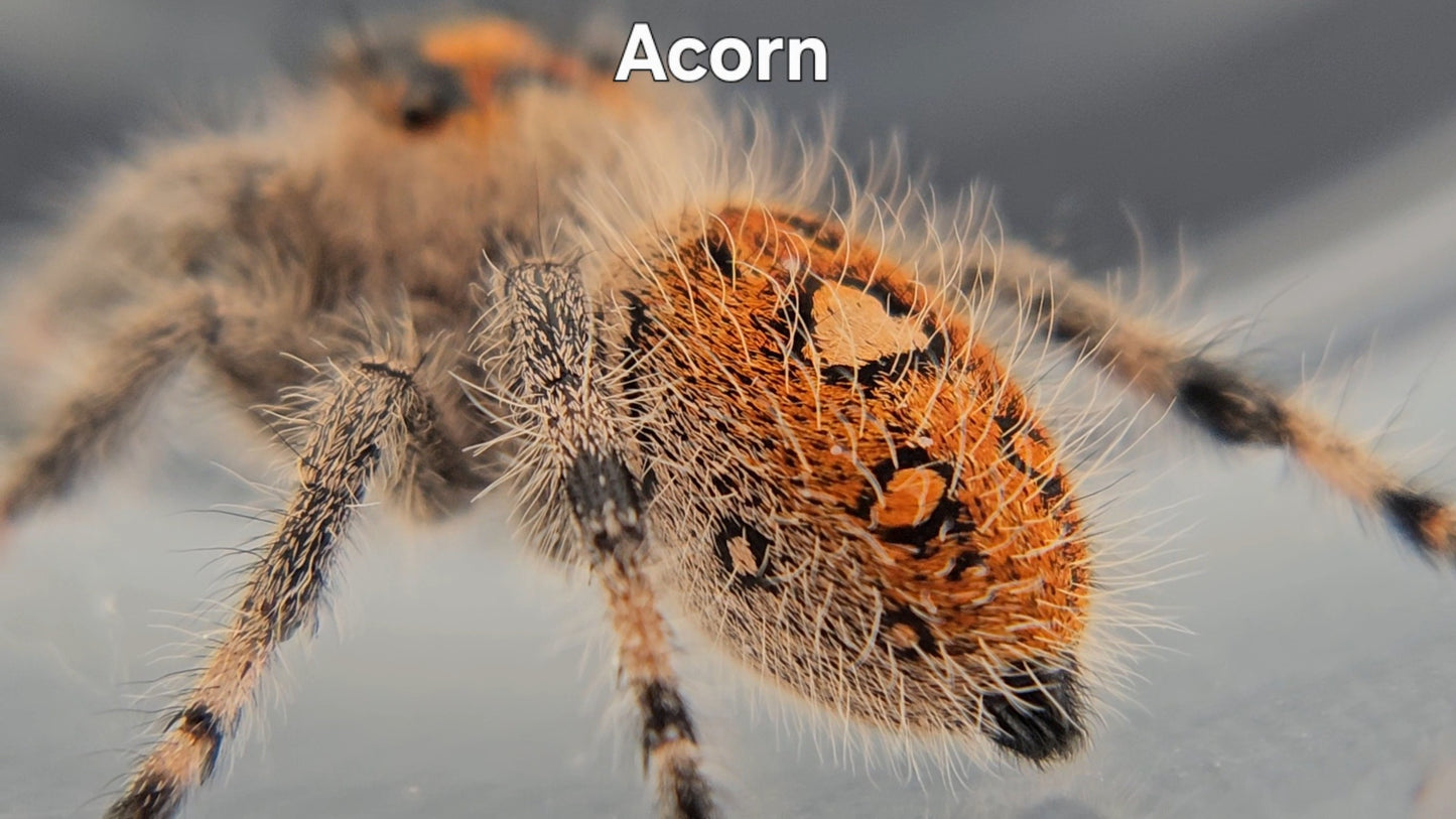 Acorn - Female Regal