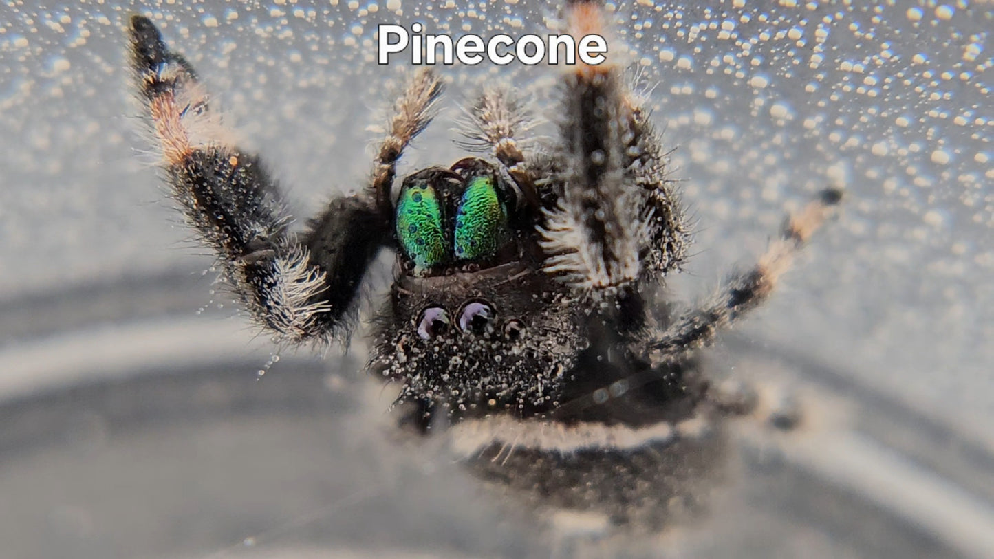 Pinecone - Male Regal