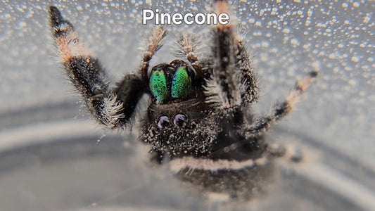 Pinecone - Male Regal