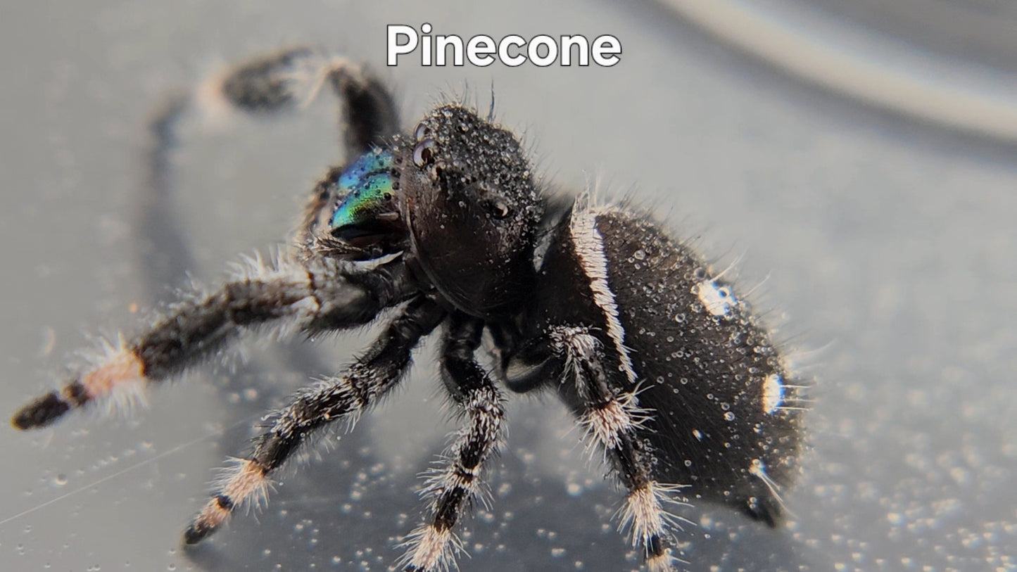 Pinecone - Male Regal