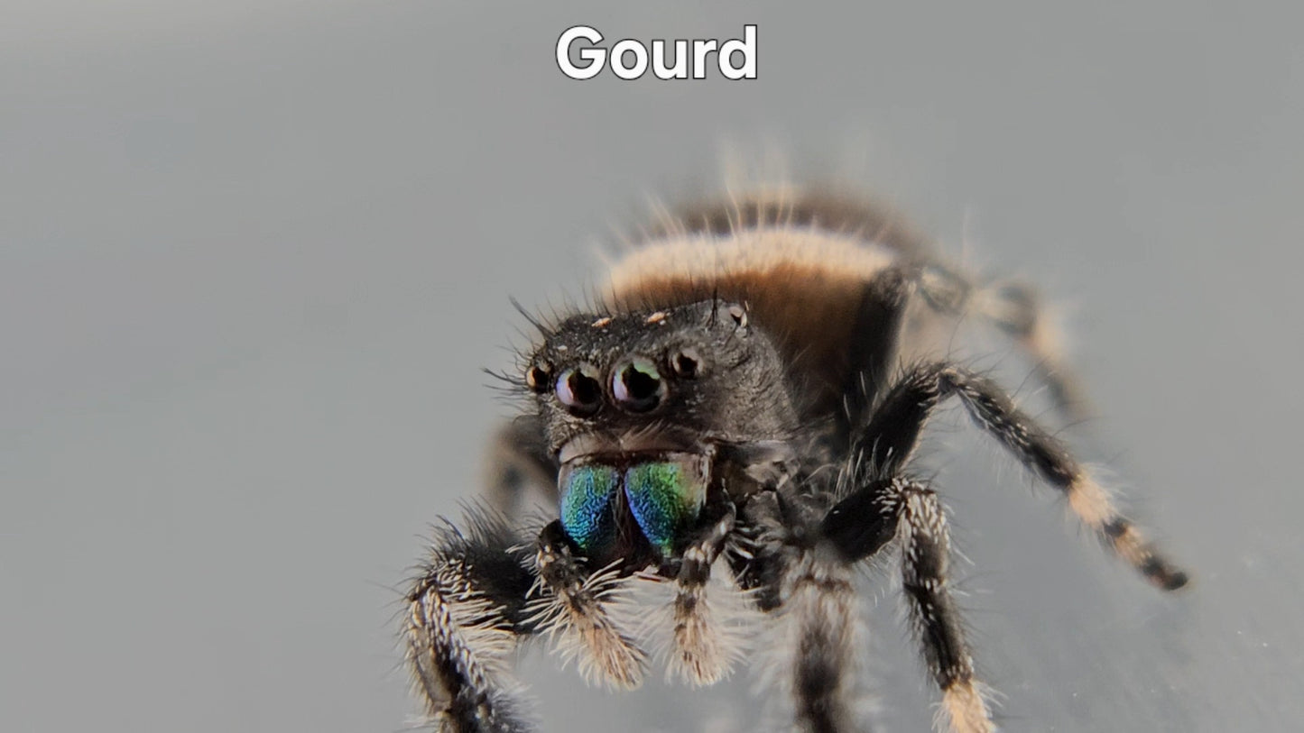 Gourd - Male Regal