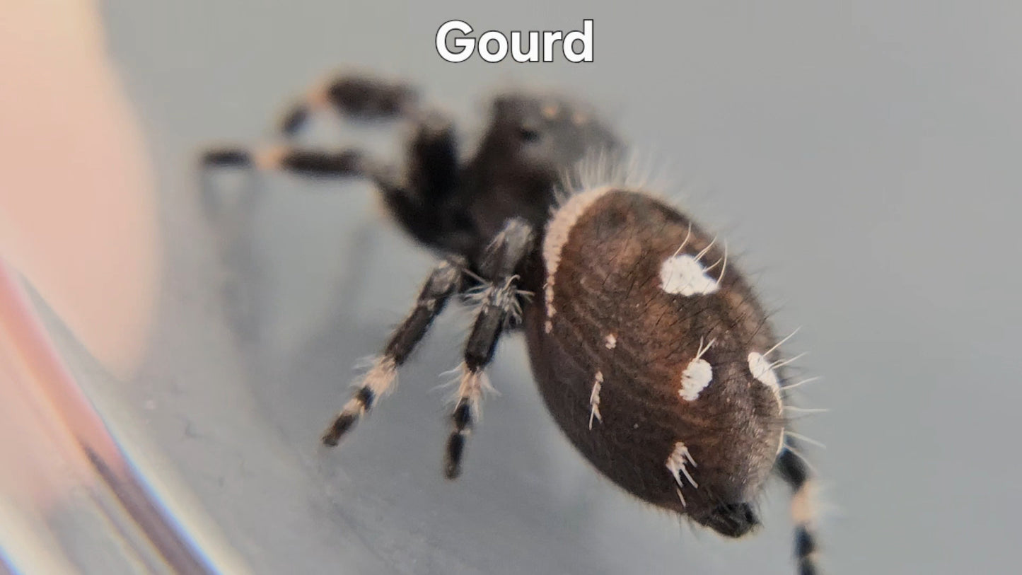 Gourd - Male Regal