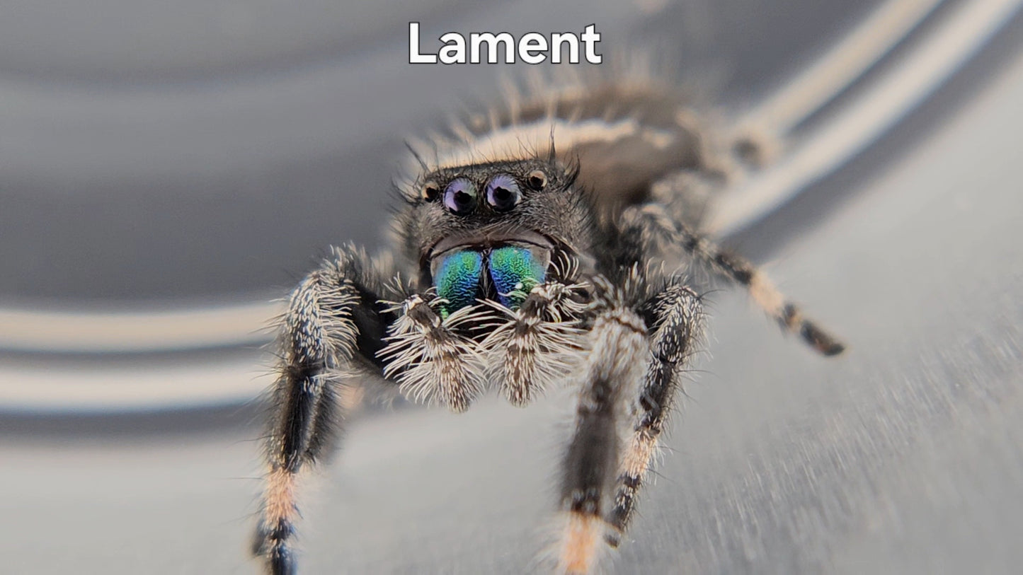 Lament - Male Regal