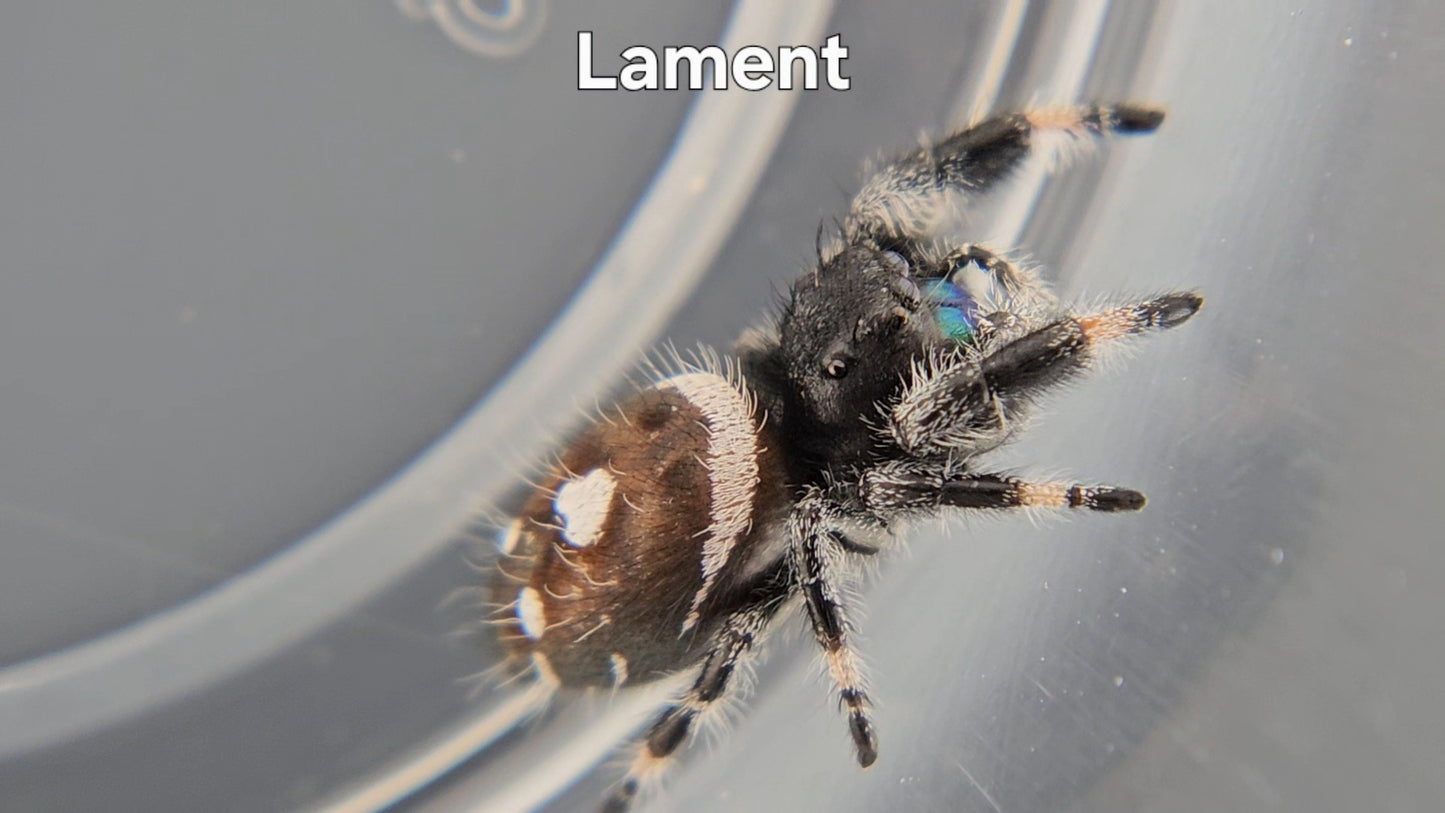 Lament - Male Regal