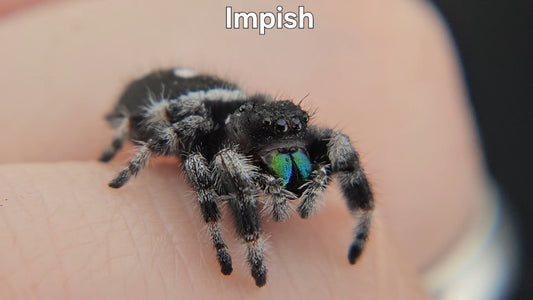 Impish - Male Regal