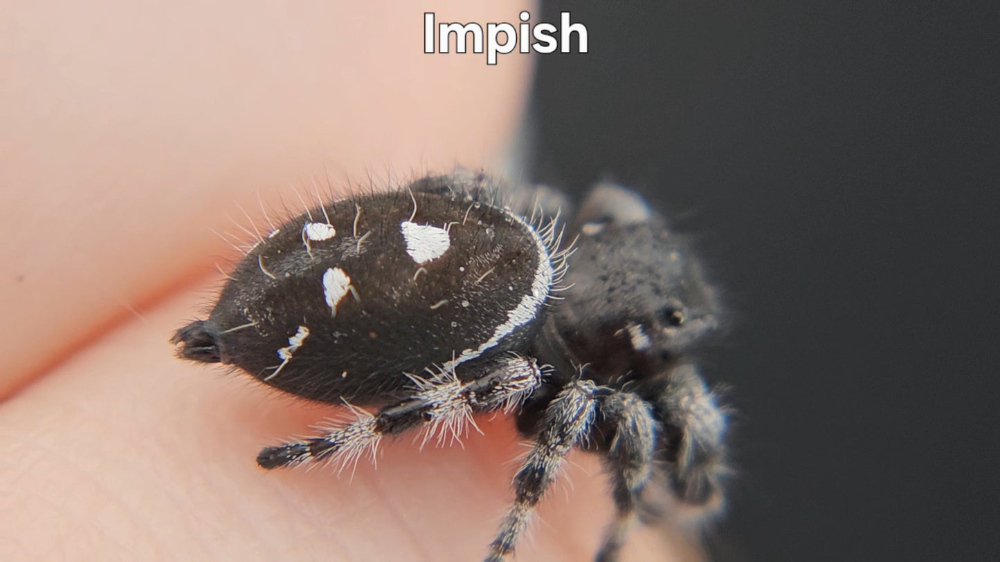 Impish - Male Regal