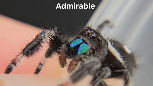 Admirable - Male Regal