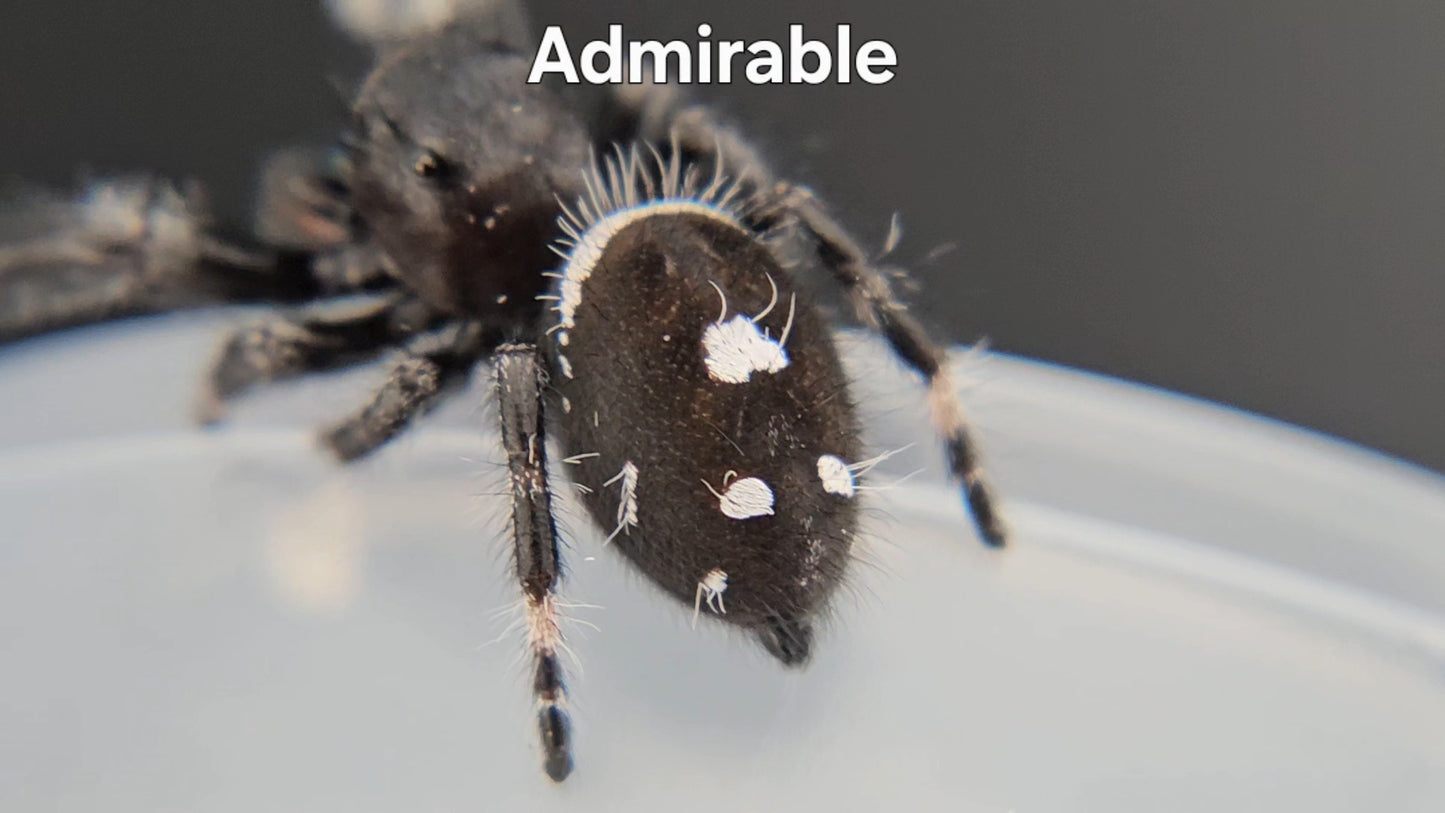 Admirable - Male Regal