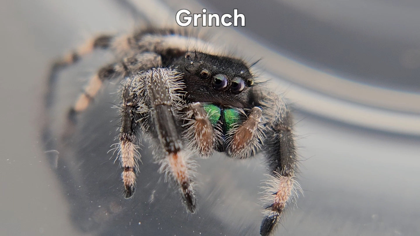 Grinch - Male Regal
