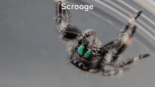 Scrooge - Male Regal