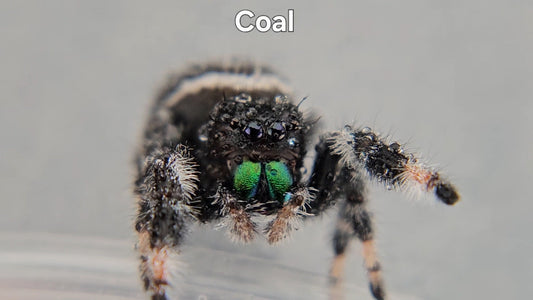 Coal - Male Regal