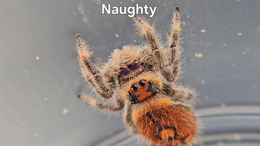 Naughty - Female Regal