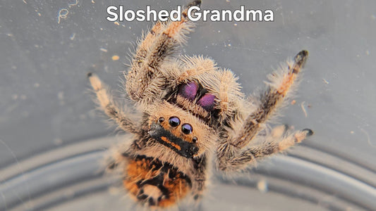 Sloshed Grandma - Female Regal