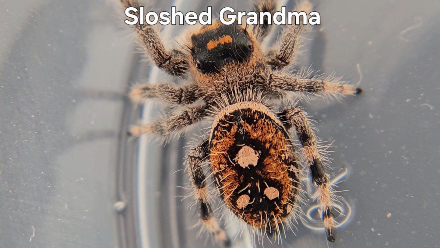 Sloshed Grandma - Female Regal