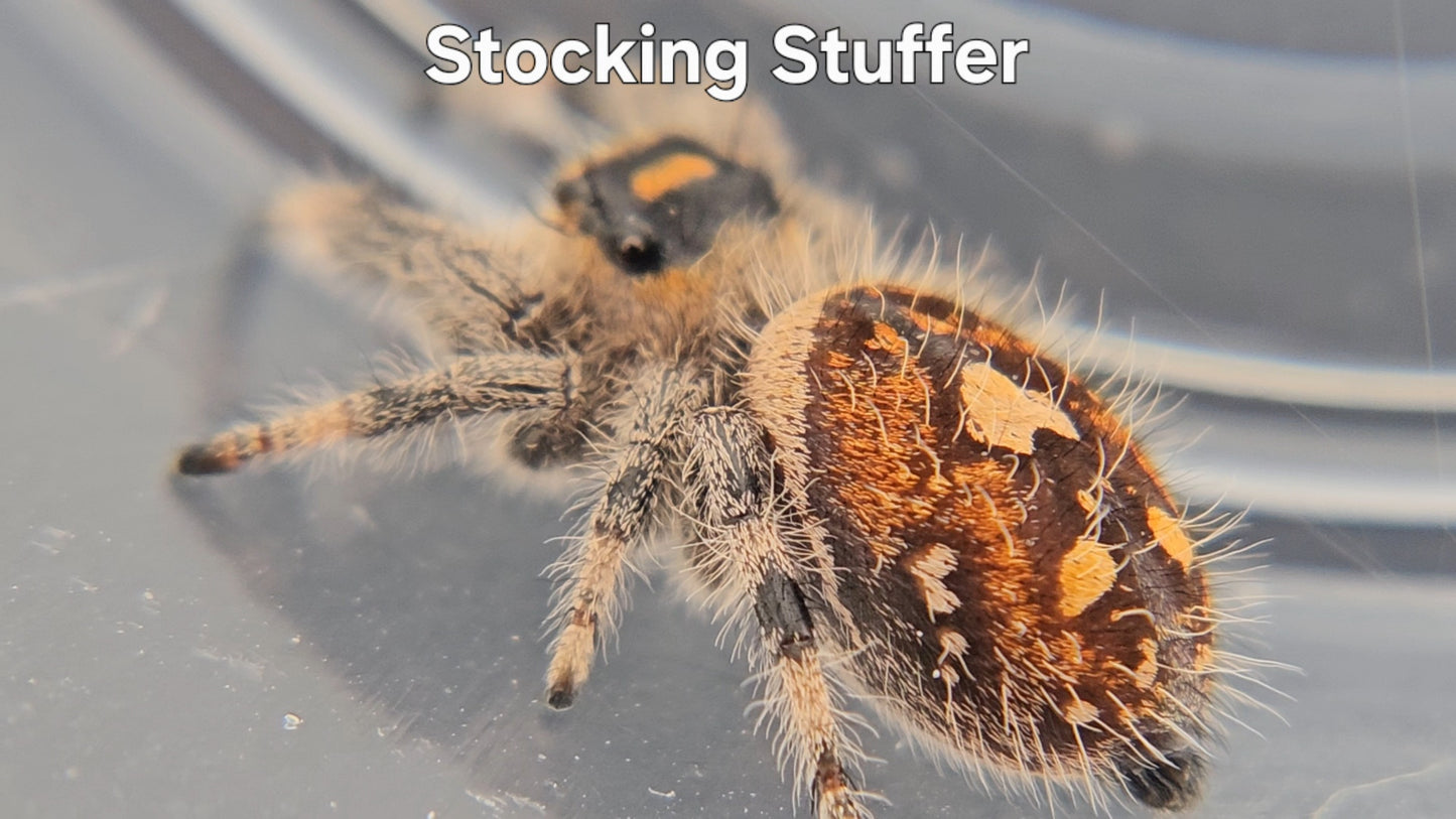 Stocking Stuffer - Female Regal