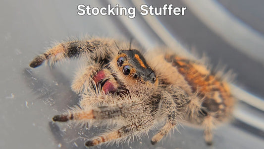 Stocking Stuffer - Female Regal