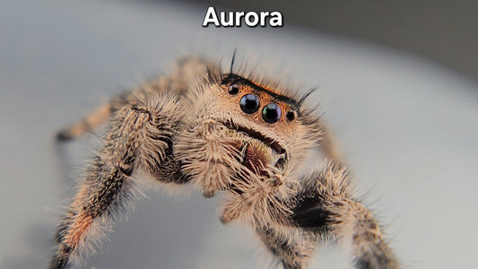 Aurora - Female Regal